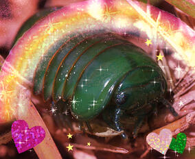 emerald pill bug