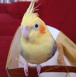 my other beloved boy